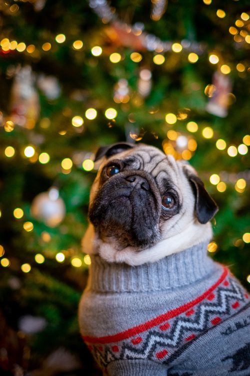 fawn pug in grey knit sweater