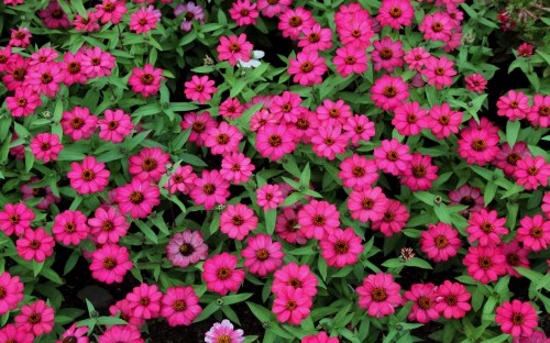 Image pink flowers with green leaves