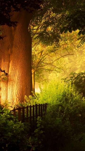 Image pathway between green trees during daytime