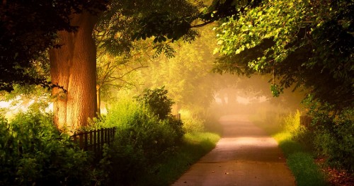 Image pathway between green trees during daytime