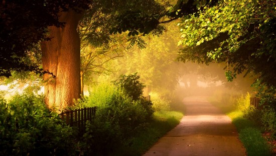 Image pathway between green trees during daytime