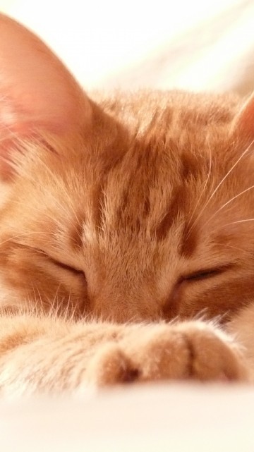 Image orange tabby cat lying on white textile