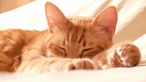 Image orange tabby cat lying on white textile