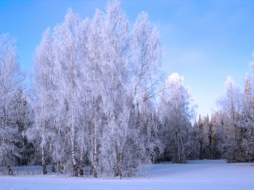 Image snow covered trees during daytime