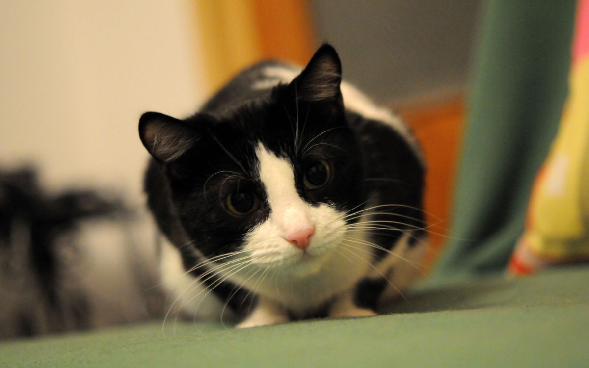 Gato de Esmoquin Acostado Sobre Textil Verde. Wallpaper in 2560x1600 Resolution