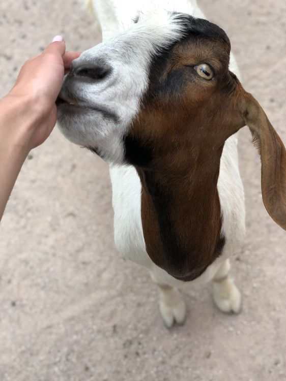Chèvre, Peau, Pour Les Animaux Terrestres, Mâchoire, Organe. Wallpaper in 3024x4032 Resolution