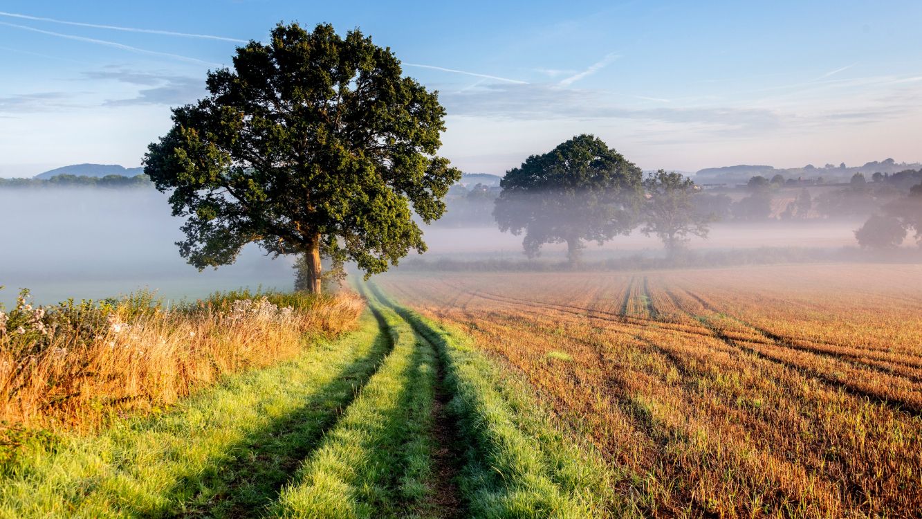 landscape, cloud, plant, ecoregion, tree