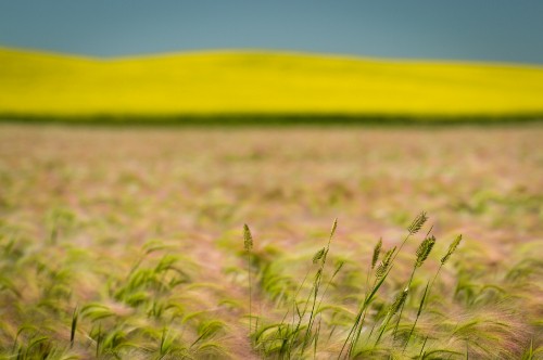 Image brown and green grass field during daytime