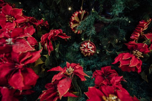 Image red and yellow flowers with green leaves