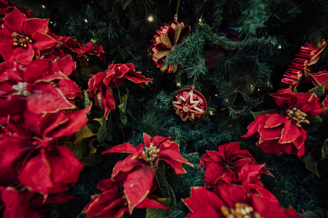 red and yellow flowers with green leaves