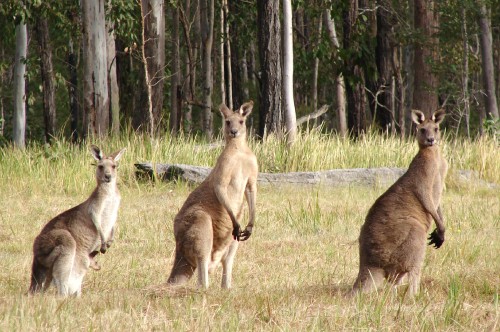 Image brown kangaroo and white and brown kangaroo on green grass field during daytime