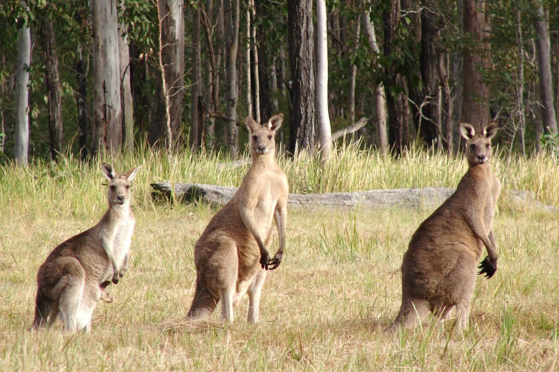 brown kangaroo and white and brown kangaroo on green grass field during daytime