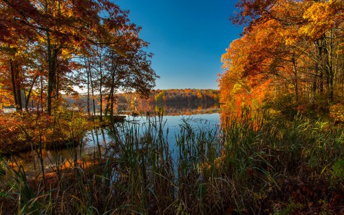 Image brown trees beside river under blue sky during daytime