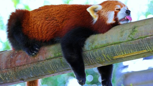 Image red panda on brown wooden post