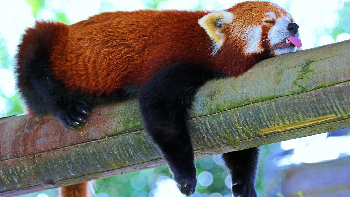 Red Panda on Brown Wooden Post. Wallpaper in 5120x2880 Resolution