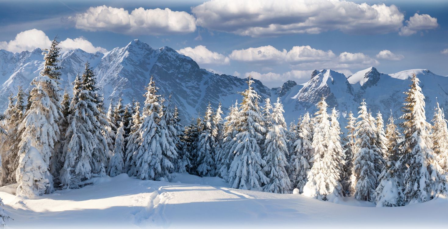 Pins et Montagnes Couverts de Neige Pendant la Journée. Wallpaper in 6000x3063 Resolution