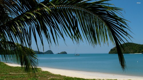 Image green palm tree near body of water during daytime