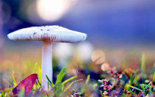 Image white mushroom in green grass during daytime