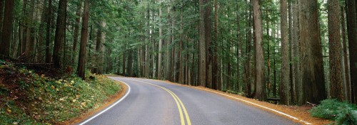 Image gray concrete road in between green trees during daytime