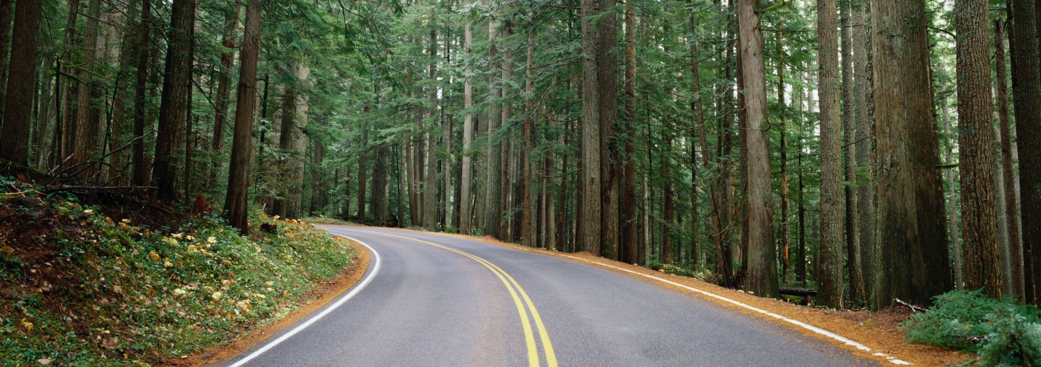 gray concrete road in between green trees during daytime