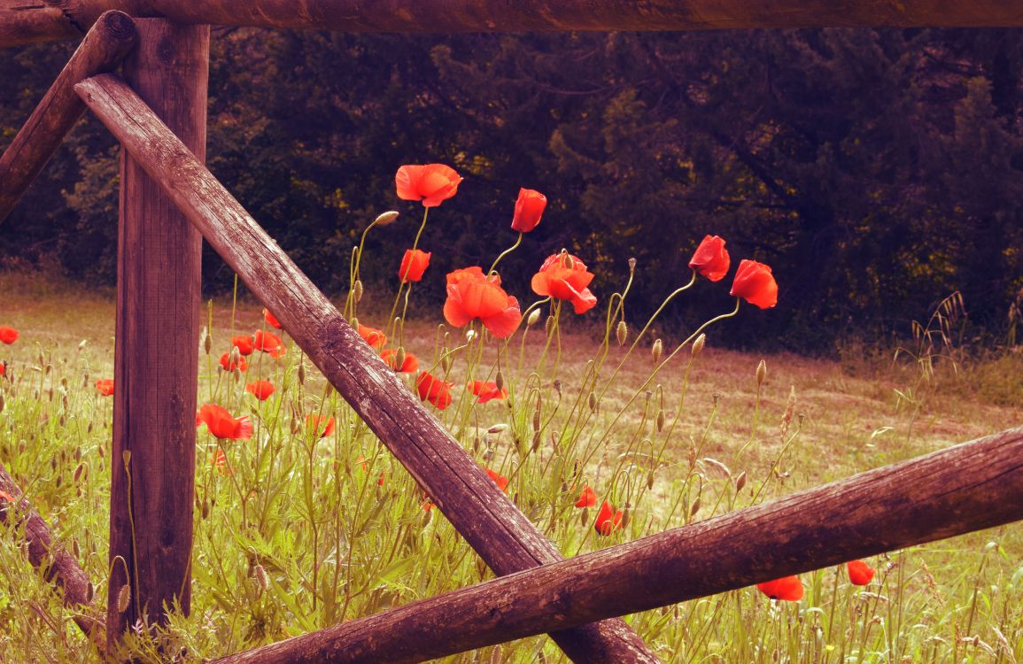 Campo de Flores Rojas Durante el Día. Wallpaper in 5940x3856 Resolution