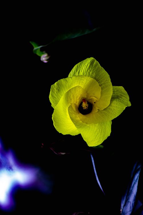 Gelbe Blume Mit Schwarzem Hintergrund. Wallpaper in 2848x4272 Resolution