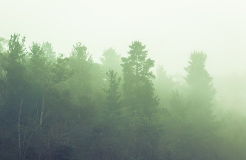 Image green trees under white sky during daytime