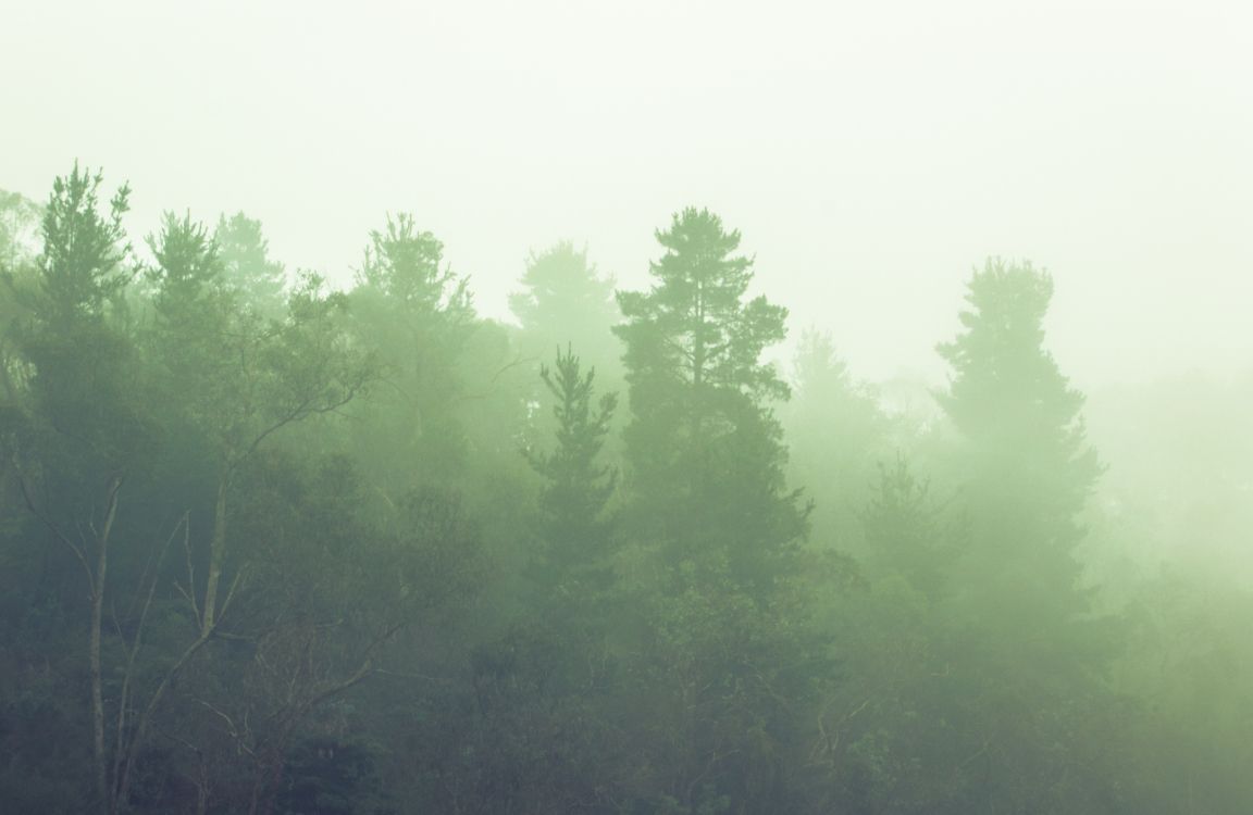 green trees under white sky during daytime