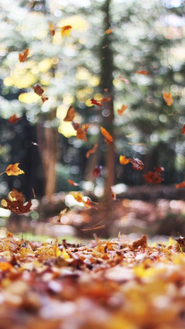 Image cute november, autumn, November, october, leaf