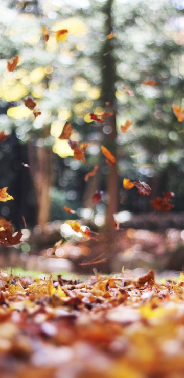Image cute november, autumn, November, october, leaf