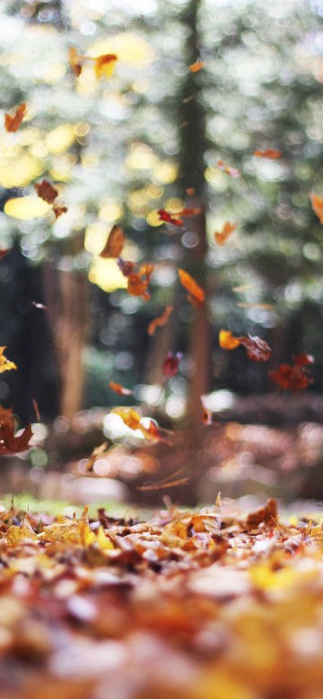 Image cute november, autumn, November, october, leaf