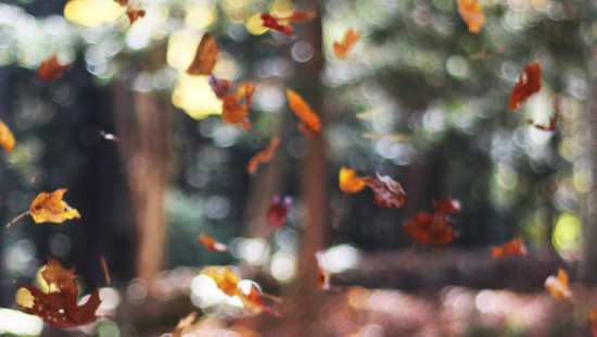 Image cute november, autumn, November, october, leaf