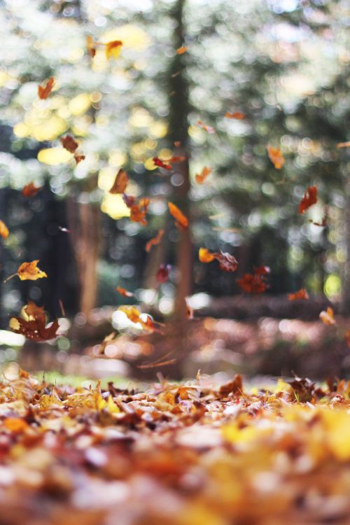 cute november, autumn, November, october, leaf
