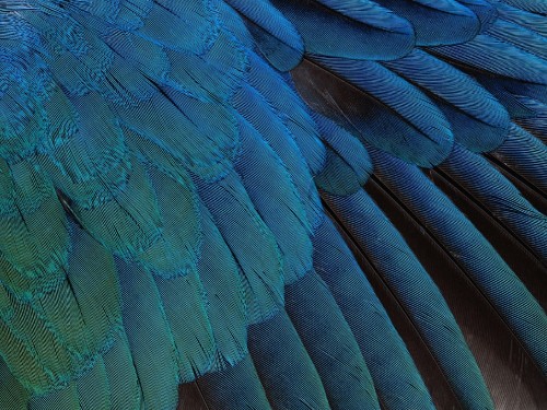 Image blue and black peacock feather