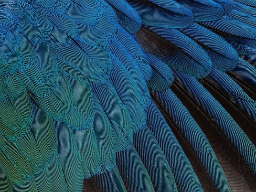 blue and black peacock feather