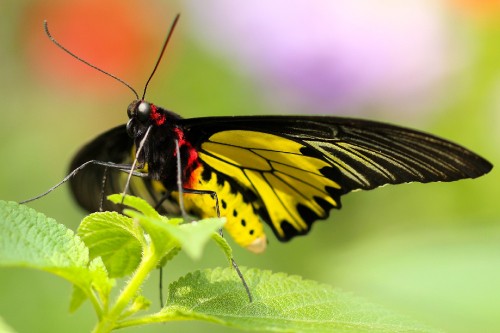 Image tiger swallowtail butterfly perched on green leaf in close up photography during daytime