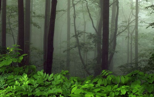 Image green plants and trees during daytime