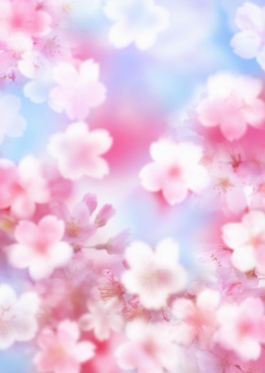 Pink Cherry Blossom Under Blue Sky During Daytime. Wallpaper in 3539x4986 Resolution