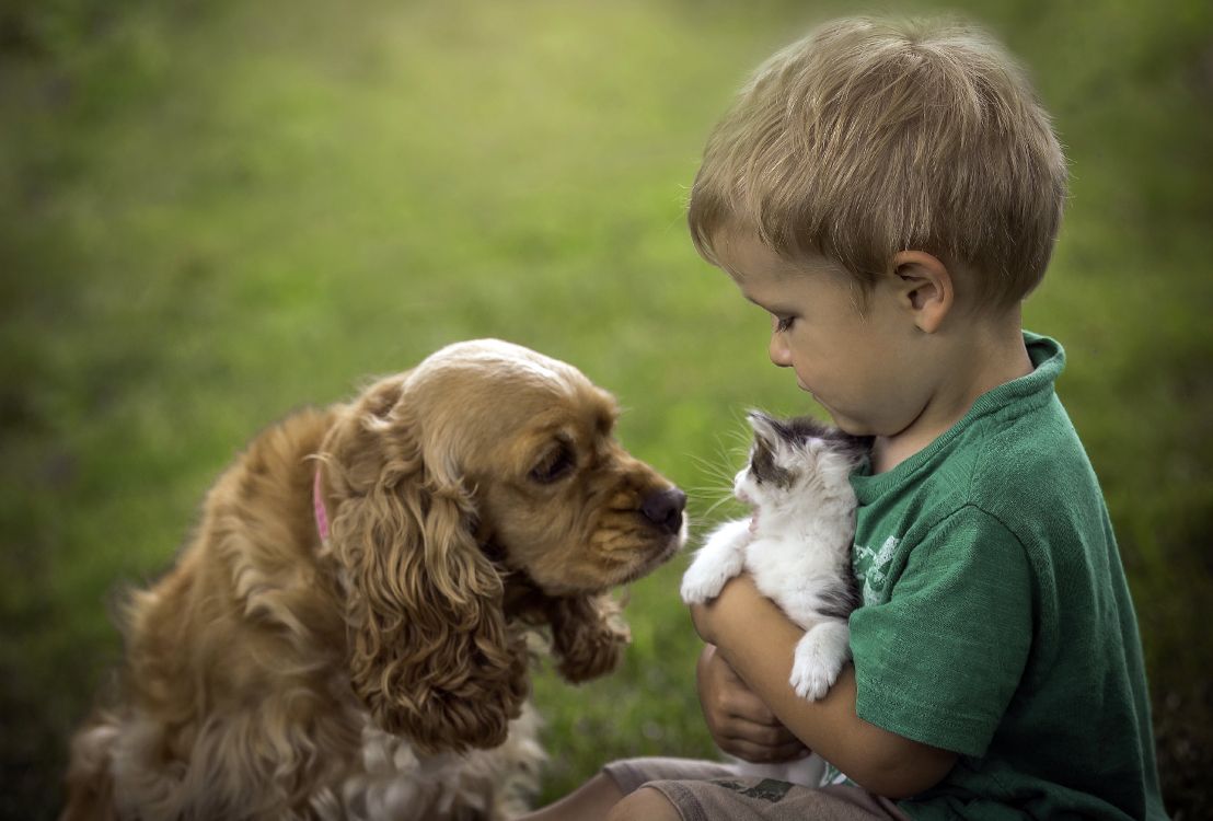 小狗, 品种的狗, 英语可卡犬, 美国可卡猎犬, 儿童 壁纸 3688x2495 允许