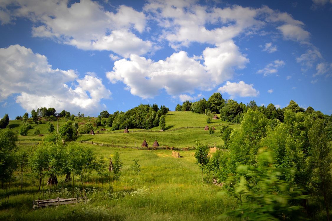 green grass field under blue sky during daytime