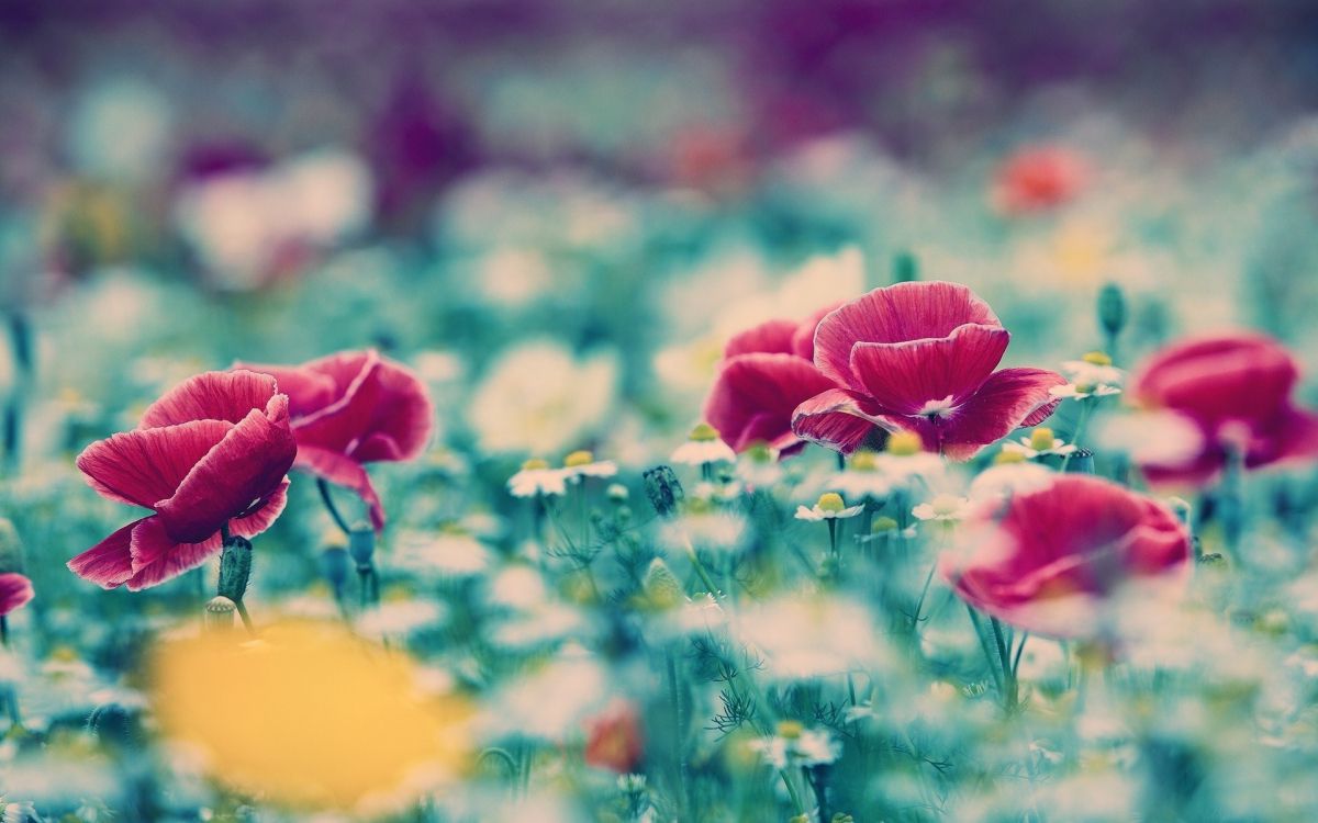 Red Poppy Flowers in Bloom During Daytime. Wallpaper in 1920x1200 Resolution