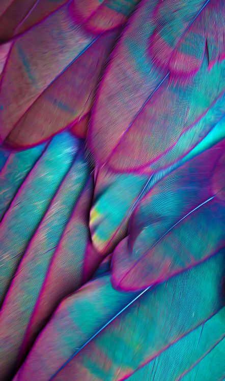 Feder, Birds, Ästhetik, Purpur, Blütenblatt. Wallpaper in 2004x3400 Resolution