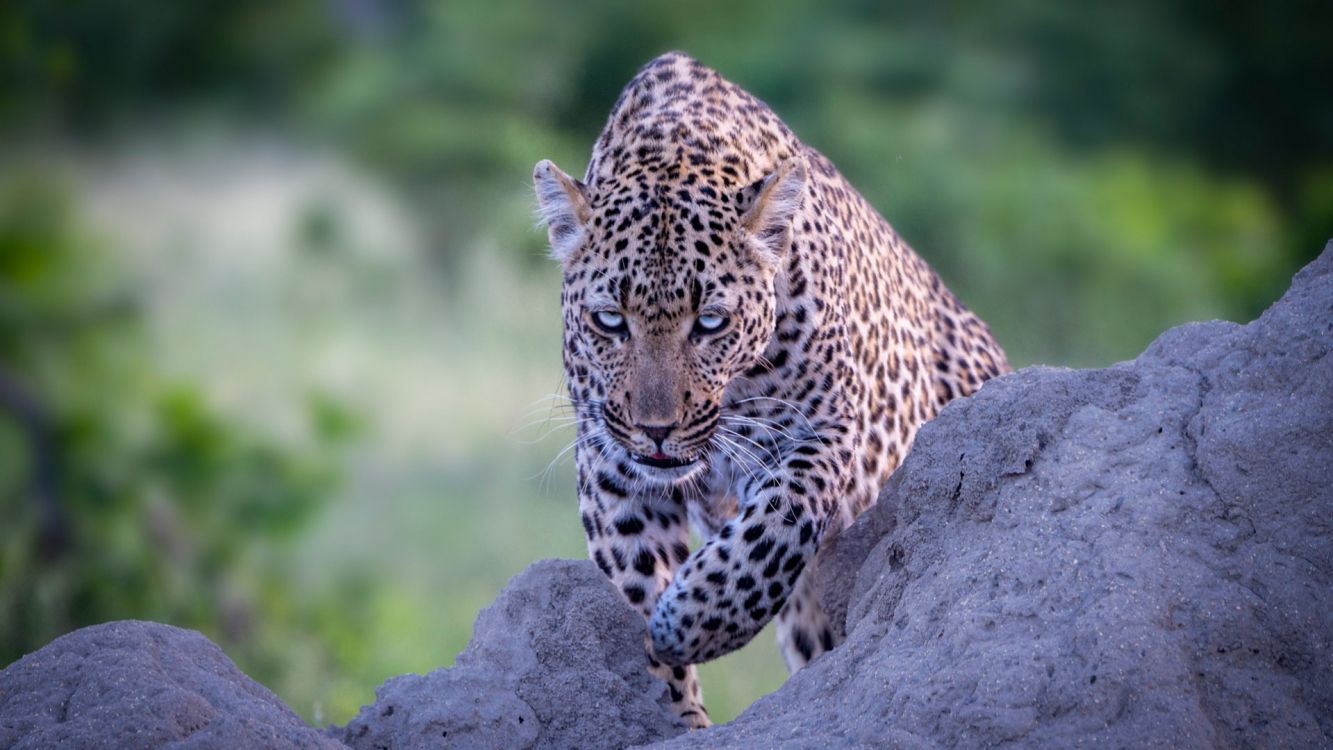 Leopard, Wildcat, Chat, Jaguar, Big Cat. Wallpaper in 1920x1080 Resolution
