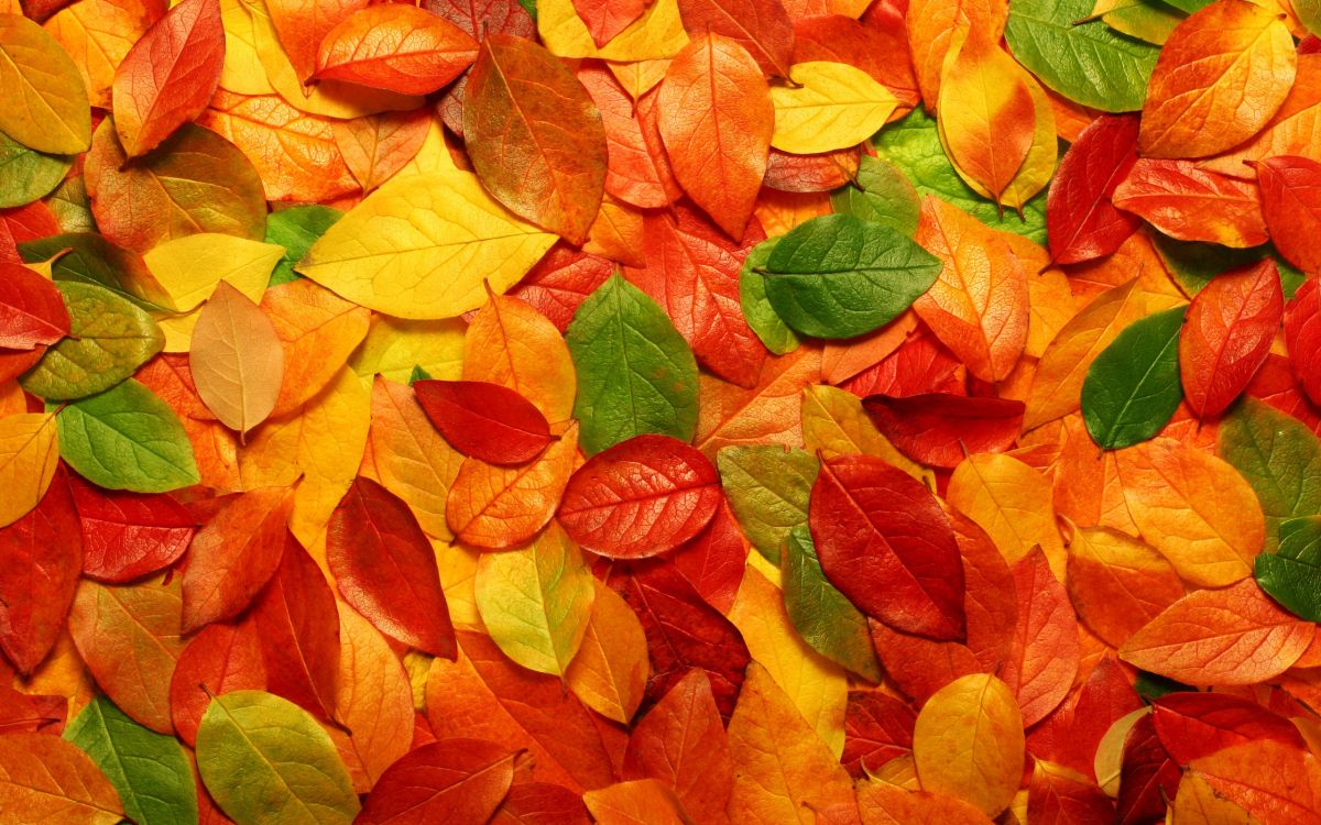 Feuilles Rouges et Vertes au Sol. Wallpaper in 2560x1600 Resolution