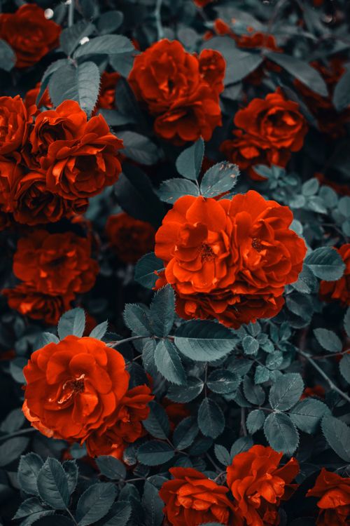 Red Flowers With Green Leaves. Wallpaper in 4000x6000 Resolution