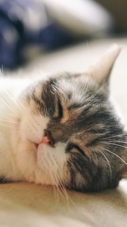 睡眠, 大丹犬, 猫科, 中小型猫, 胡须 壁纸 1080x1920 允许