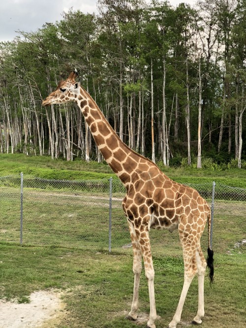 Image giraffe, terrestrial animal, savanna, hair, head