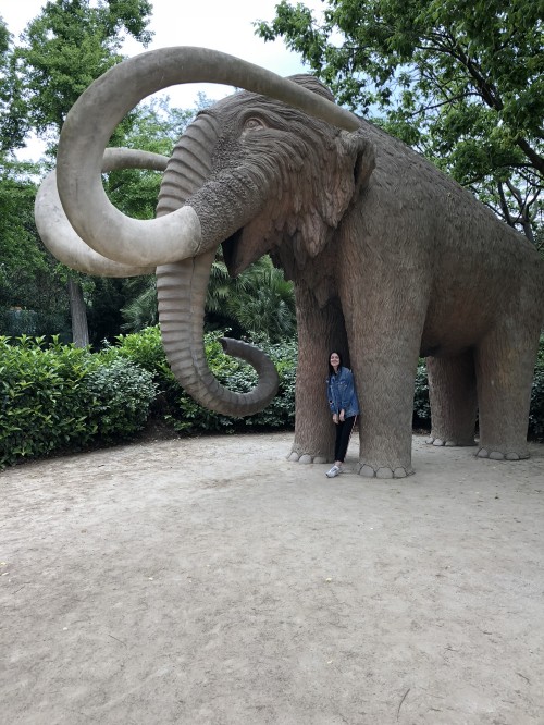 Image parc de la ciutadella, african elephants, terrestrial animal, indian elephant, elephant