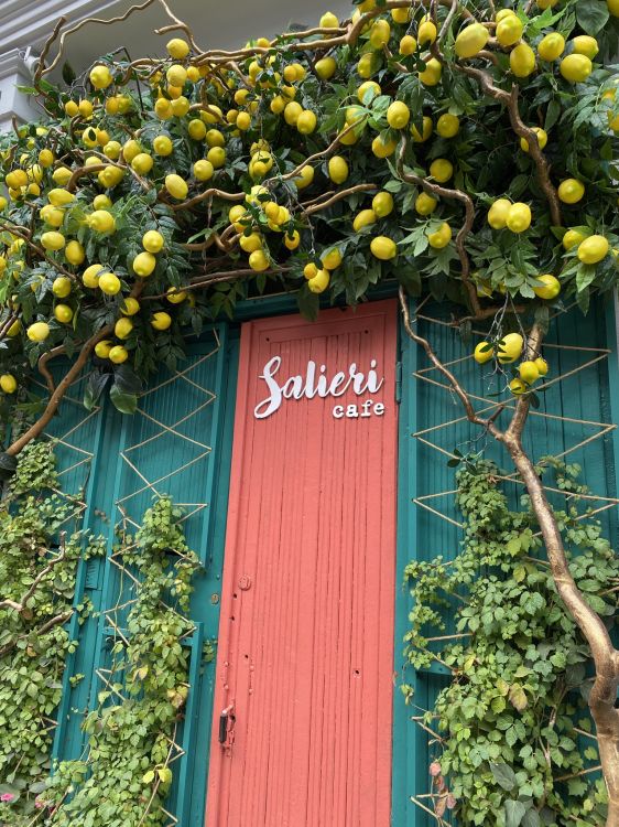 la Floración de la Planta, Azul Majorelle, la Física, Amarillo, Madera. Wallpaper in 1536x2048 Resolution