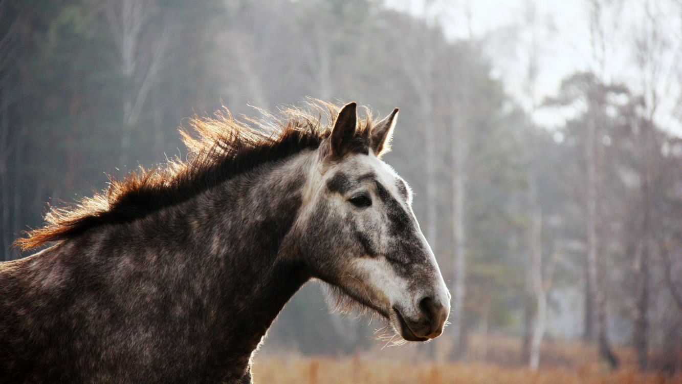 black and white horse on brown grass field during daytime